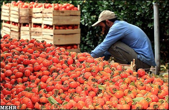 میوه ضد چاقی را بشناسید میوه ضد چاقی را بشناسید