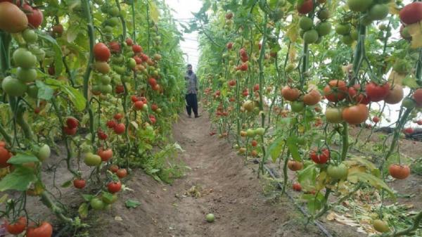 افزایش سطح زیر کشت محصولات گلخانه ای در میرجاوه