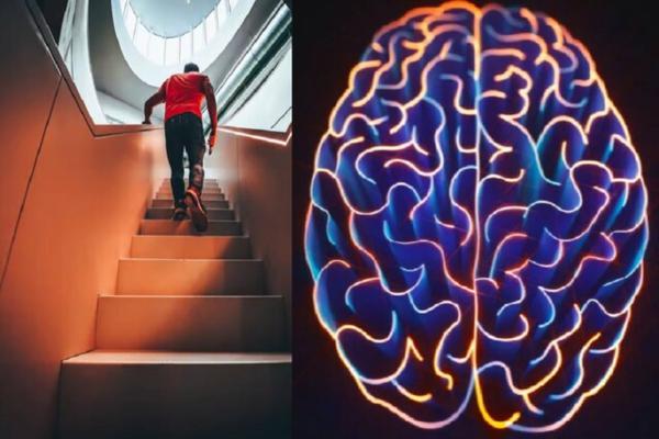 بالا رفتن از پله ها راهی برای پیشگیری از کوچک شدن مغز