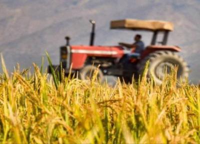 نمایی از برداشت شلتوک از مزارع استان فارس