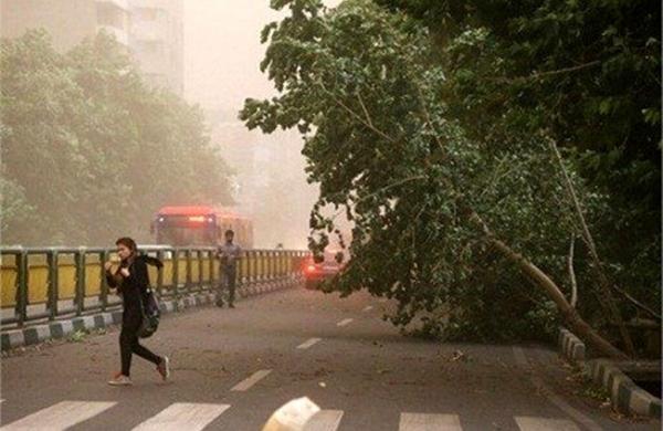 هشدار ؛ وزش باد شدید در تهران ، مراقب درختان و بناهای سست باشید