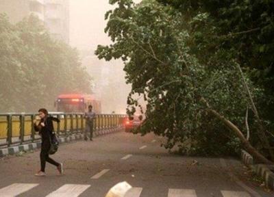هشدار ؛ وزش باد شدید در تهران ، مراقب درختان و بناهای سست باشید